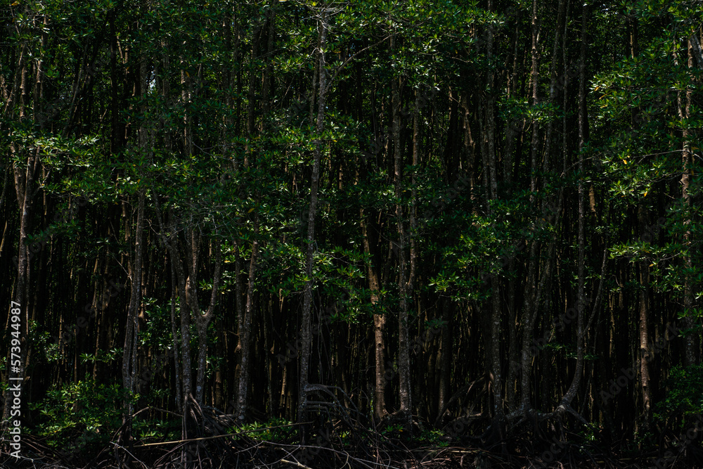 Green tropical mangrove forest with river sea bay Green tropical mangrove forest with river sea bay