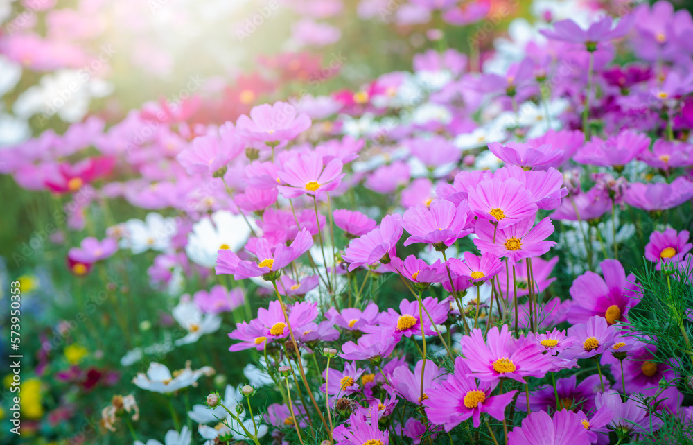 Pink cosmos flower and mix color cosmos flower in garden, Pink cosmos flower and mix color cosmos flower in garden,