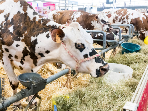 Pie Rouge race cows sleeping at the international agriculture meeting at Paris photo