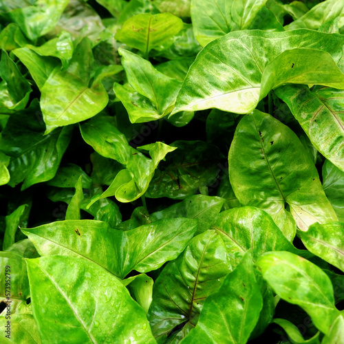 Epipremnum Aureum leaves that look exotic in the morning. looks fresh green with a splash of morning dew that sticks