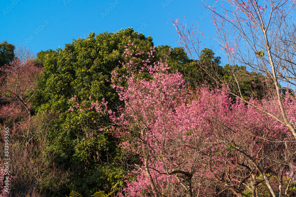 Beautiful wild himalayan cherry or Nang phaya suea khrong (Prunus