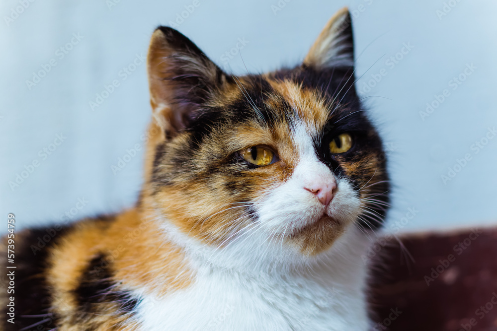 Tricolor cat.Colorful cat.Beautiful cat eyes.Cute animal.Homeless animal.Animal shelter.Beautiful multicolored wool.Animal female.Beautiful interesting color of the pet.Love for animals.Muzzle.Pet.