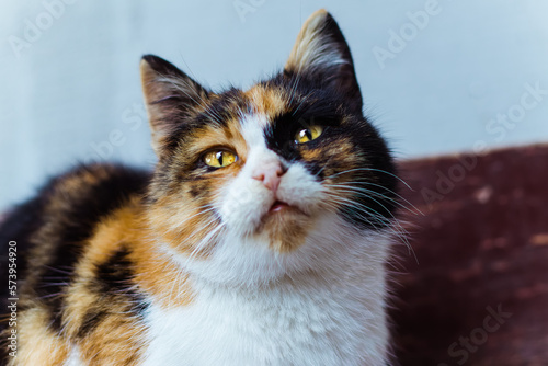 Tricolor cat.Colorful cat.Beautiful cat eyes.Cute animal.Homeless animal.Animal shelter.Beautiful multicolored wool.Animal female.Beautiful interesting color of the pet.Love for animals.Muzzle.Pet.