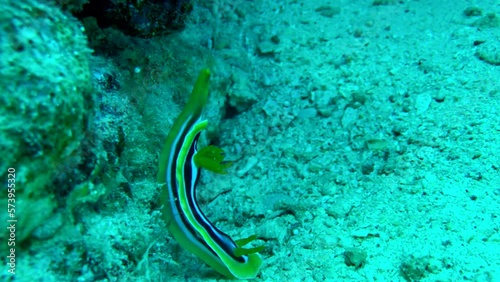 chromodoris quadricolor nudibranch photo