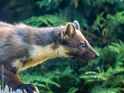 Close up of a Pine Marten Head photo