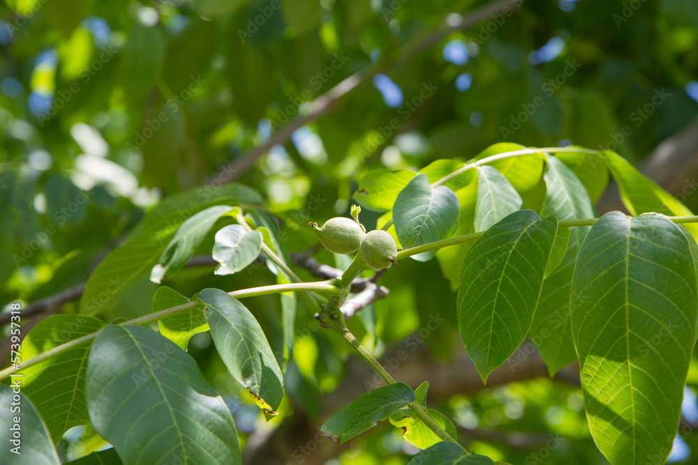 The common walnut, green, not ripe yet, on the tree
The common walnut, green, not ripe yet, on the tree