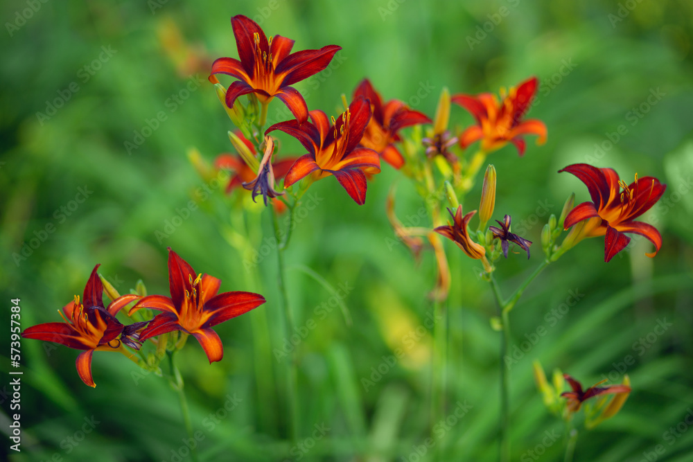 Close-up of red lily flowers. Blurred background. Close-up of red lily flowers. Blurred background.