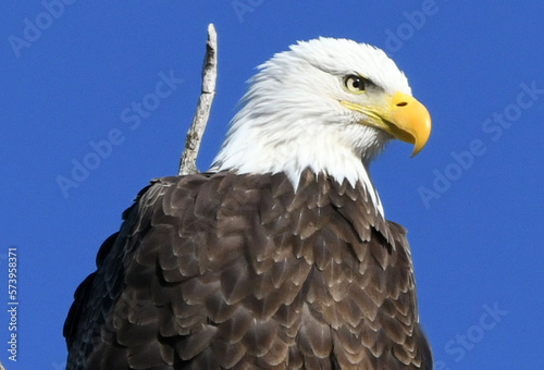 bald eagle on a branch © derek