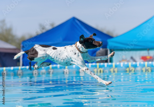 Photography German short hair pointer about to land in a swimming pool