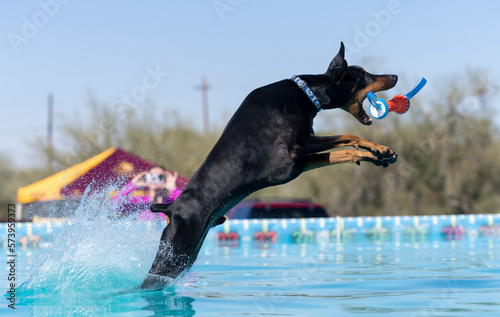Photography Dobermann Pincher about to catch a toy in the pool