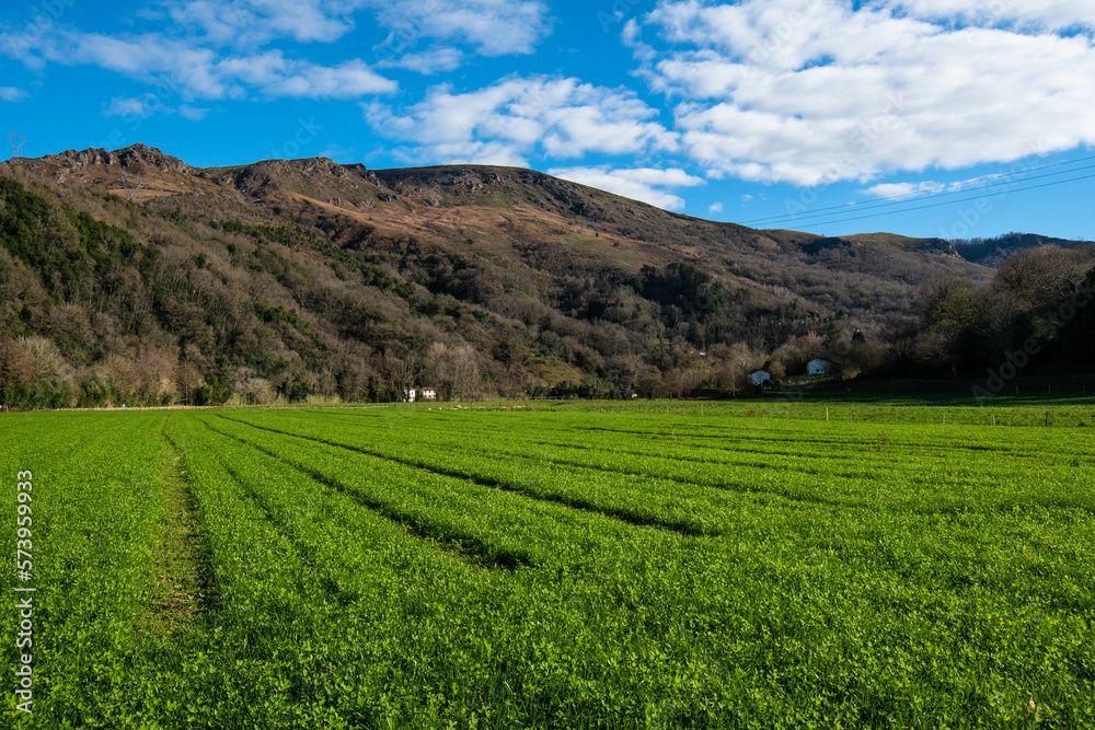 Green agricultural field with new fresh grass with  mountain background.