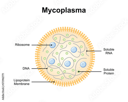 Scientific Designing of Mycoplasma Structure. Vector Illustration. photo