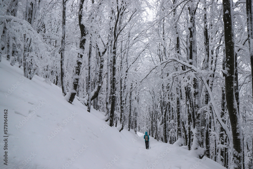 hiker girl walks through a magical snowy forest; active recreation in the frosty snowy mountains hiker girl walks through a magical snowy forest; active recreation in the frosty snowy mountains