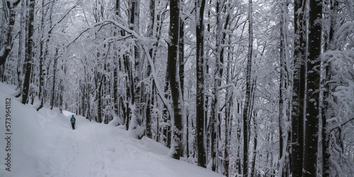 hiker girl walks through a magical snowy forest; active recreation in the frosty snowy mountains