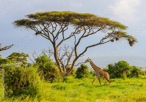Masai Giraffe, Massai-Giraffe in Amboseli National Park, Kenya © Marc Stephan