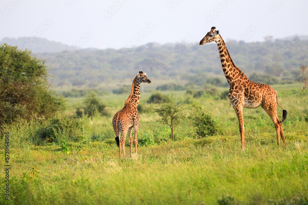 Obraz premium Masai Giraffe, Massai-Giraffe in Amboseli National Park, Kenya