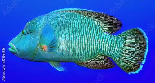 Napoleon (humphead wrasse) Cheilinus undulatus photo