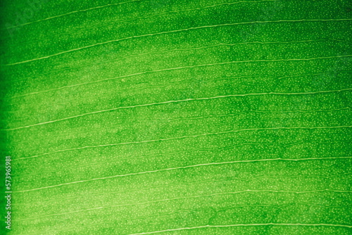 Green leaf macro in backlight. Ficus leaf macro shot. Structure