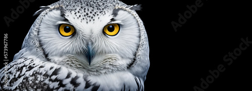 Fotografia White snowy owl portrait of the head and close up of the yellow eyes on black background