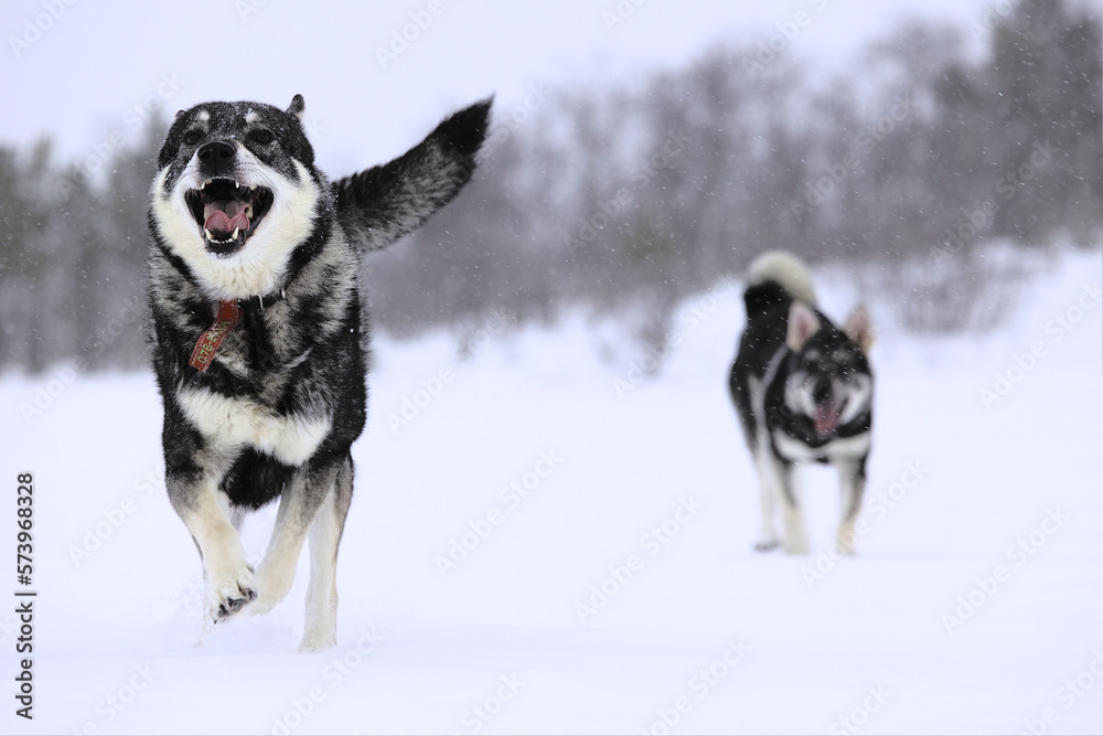 Dogs running and playing in snow. Swedish elkhound. Dogs running and playing in snow. Swedish elkhound.
