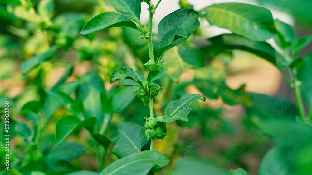 Withania somnifera plant known as Ashwagandha. Indian ginseng herbs, poison gooseberry, or winter cherry green leaves. Ashwagandha Benefits For weight, stress and healthcare Withania somnifera plant known as Ashwagandha. Indian ginseng herbs, poison gooseberry, or winter cherry green leaves. Ashwagandha Benefits For weight, stress and healthcare