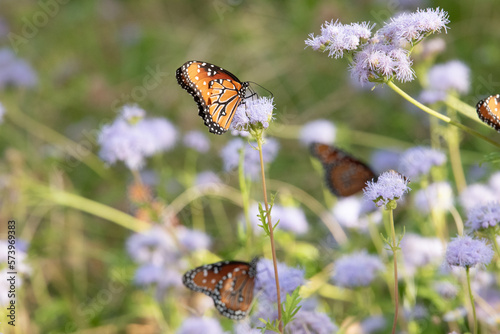 Queen Butterflies in Blue Mistflower, Fall in Fredericksburg, Texas