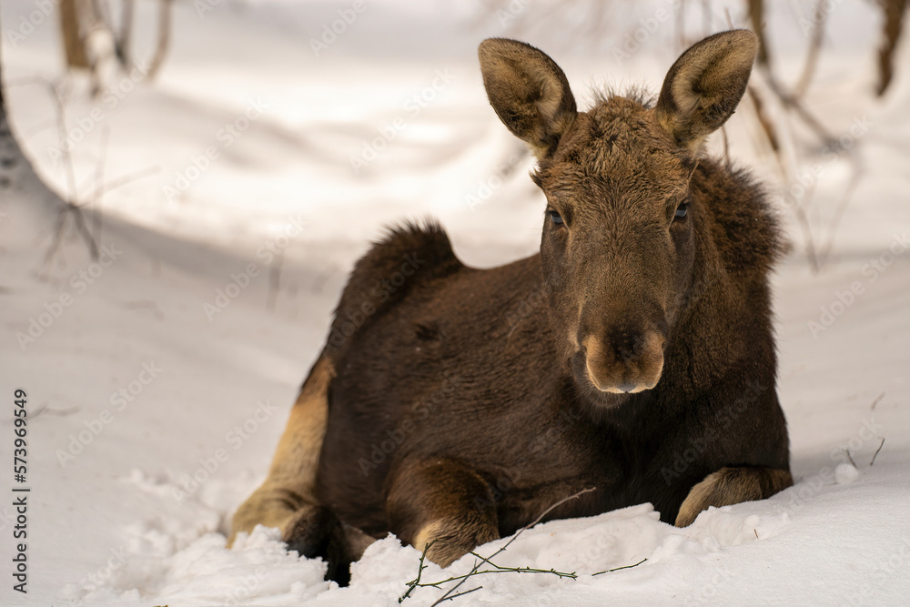 portrait of elk calf lying in a snowdrift and having rest in winter forest in Elk Island National Park portrait of elk calf lying in a snowdrift and having rest in winter forest in Elk Island National Park