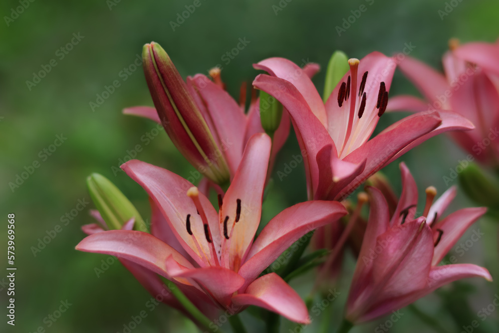 Beautiful  pink Lily flower on green leaves background. Lilium longiflorum flowers in the garden. Blooming pink tropical flower lily. Beautiful lily flower in spring garden. Mothers day. Greeting card