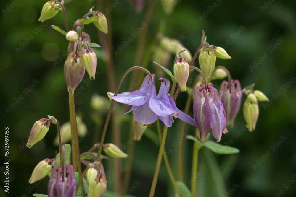 One pale purple Common Columbine flower and bud, Aquilegia vulgaris, Granny’s Bonnets wblooming in summer on a natural dark green background 
