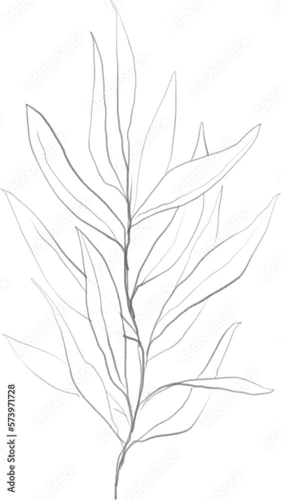 Olive branch sketch, linear botanical drawing Olive branch sketch, linear botanical drawing