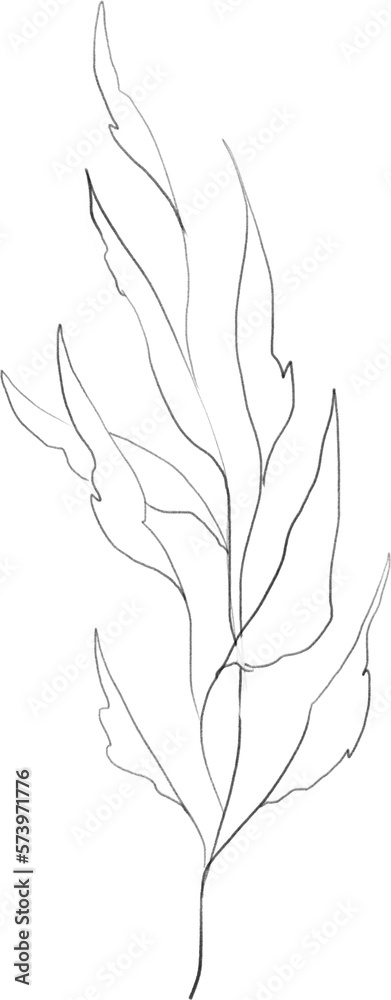 Olive branch sketch, linear botanical drawing