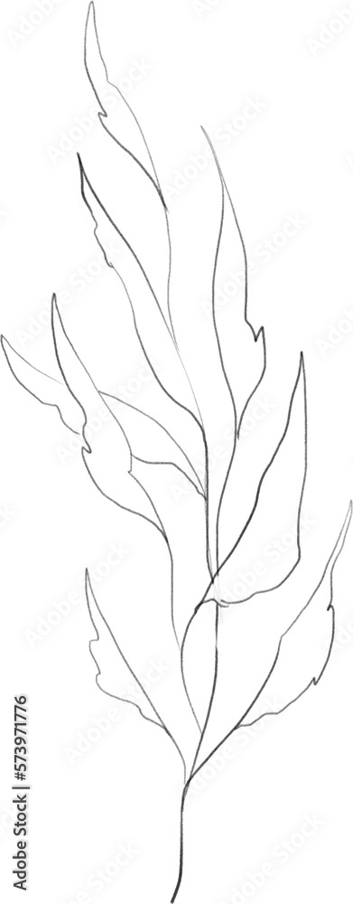 Fototapeta premium Olive branch sketch, linear botanical drawing