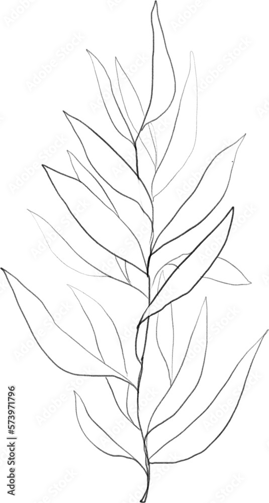 Olive branch sketch, linear botanical drawing Olive branch sketch, linear botanical drawing
