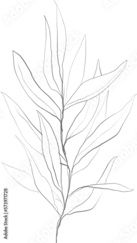 Olive branch sketch  linear botanical drawing