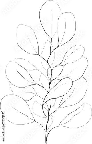 Eucalyptus branch sketch  linear botanical drawing