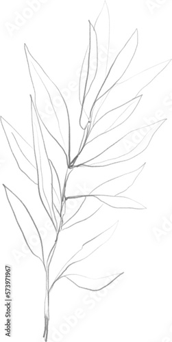 Olive branch sketch, linear botanical drawing