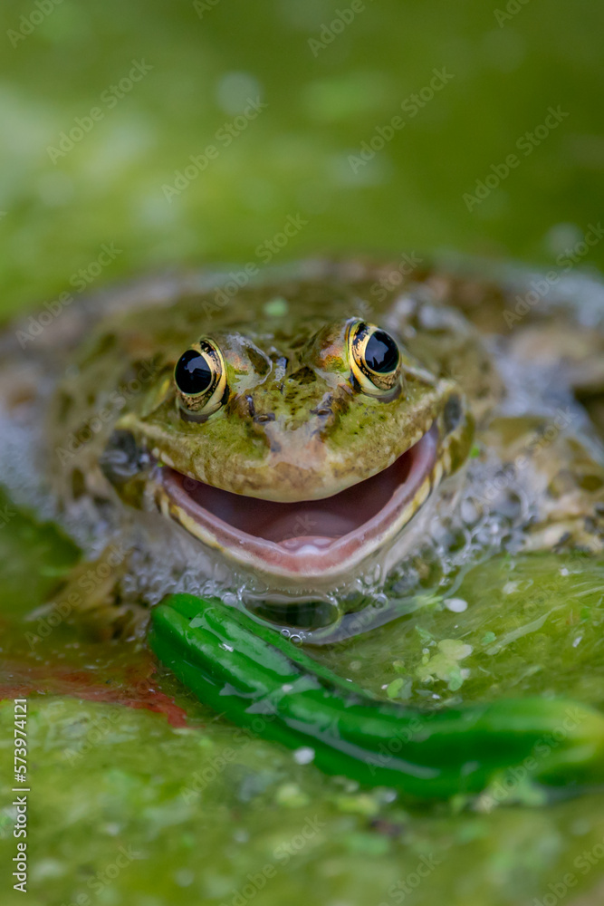Smiling Frog in water. One common frog with open mouth in vegetated areas. Pelophylax lessonae.