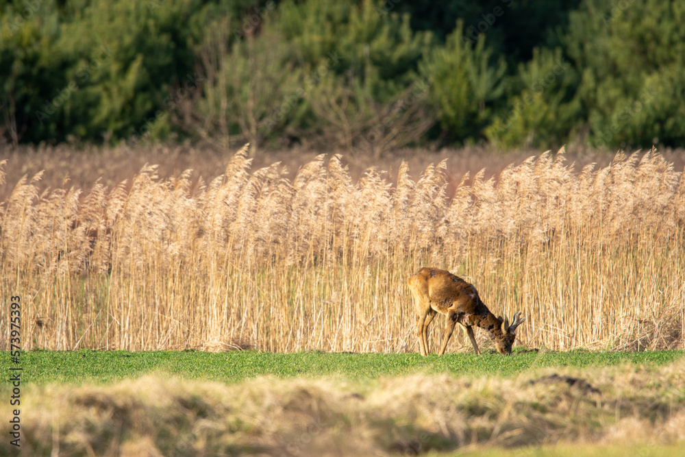 Sarny pasą się na polu w promieniach wiosennego słońca