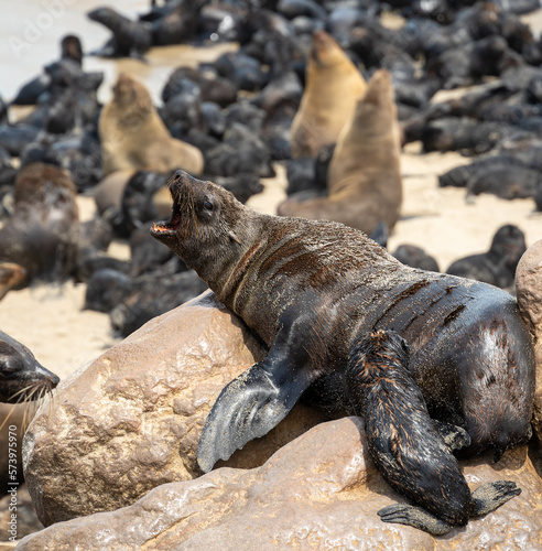 Cape Cross Seal Colony, Namibia © mehdi33300