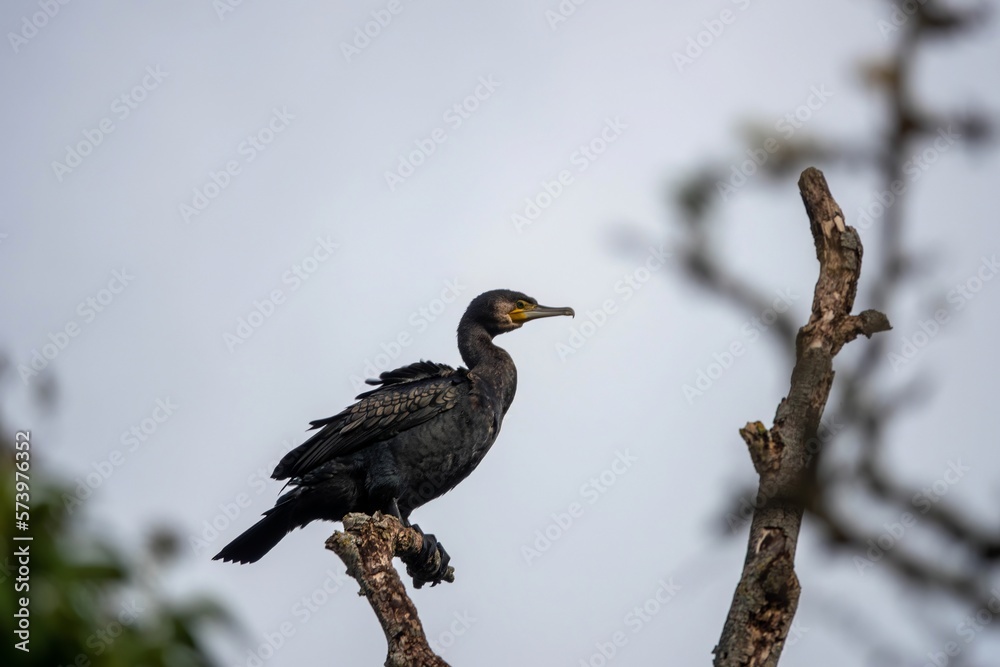 Fototapeta premium cormorant phalacrocorax carbo perched in a tree