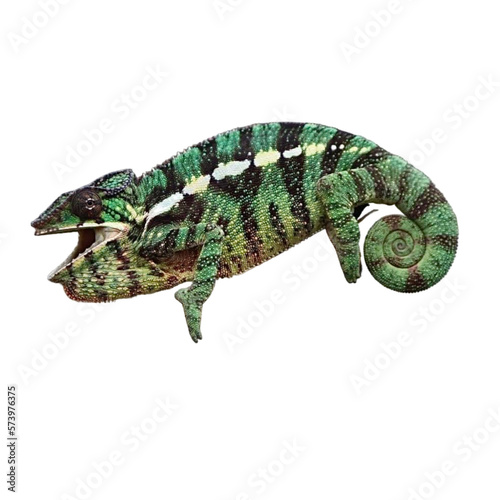 Chameleon Furcifer pardalis Ambilobe  Madagascar endemic Panther chameleon in angry state  pure Ambilobe.