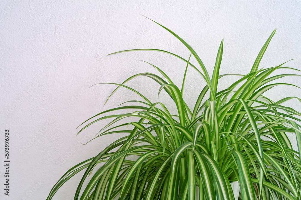 Fototapeta premium Potted plant