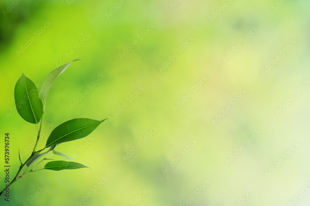 Fototapeta premium Leaves background