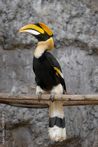 Great hornbill bird bright yellow and black casque photo