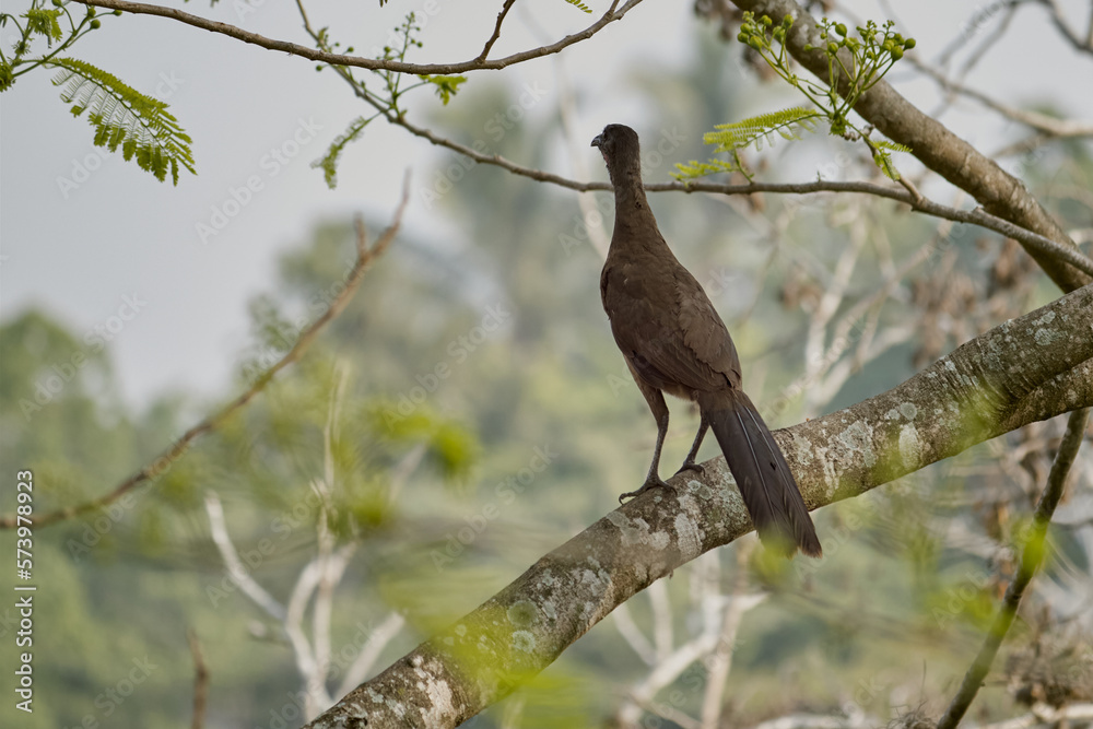 Wild hen perched on a tree branch before taking flight. Selective focus. Wild hen perched on a tree branch before taking flight. Selective focus.