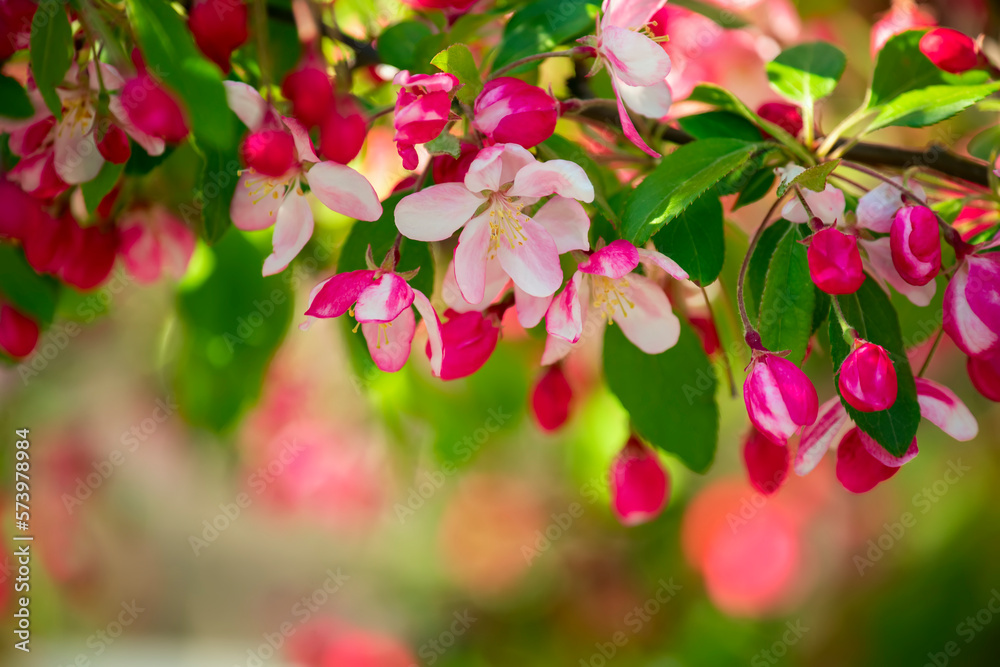 Lush spring bloom of pink apple and cherry flowers.
Lush spring bloom of pink apple and cherry flowers.