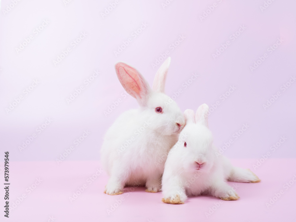 Side view of  two white rabbit sitting on pink background. Lovely action of young rabbit.
