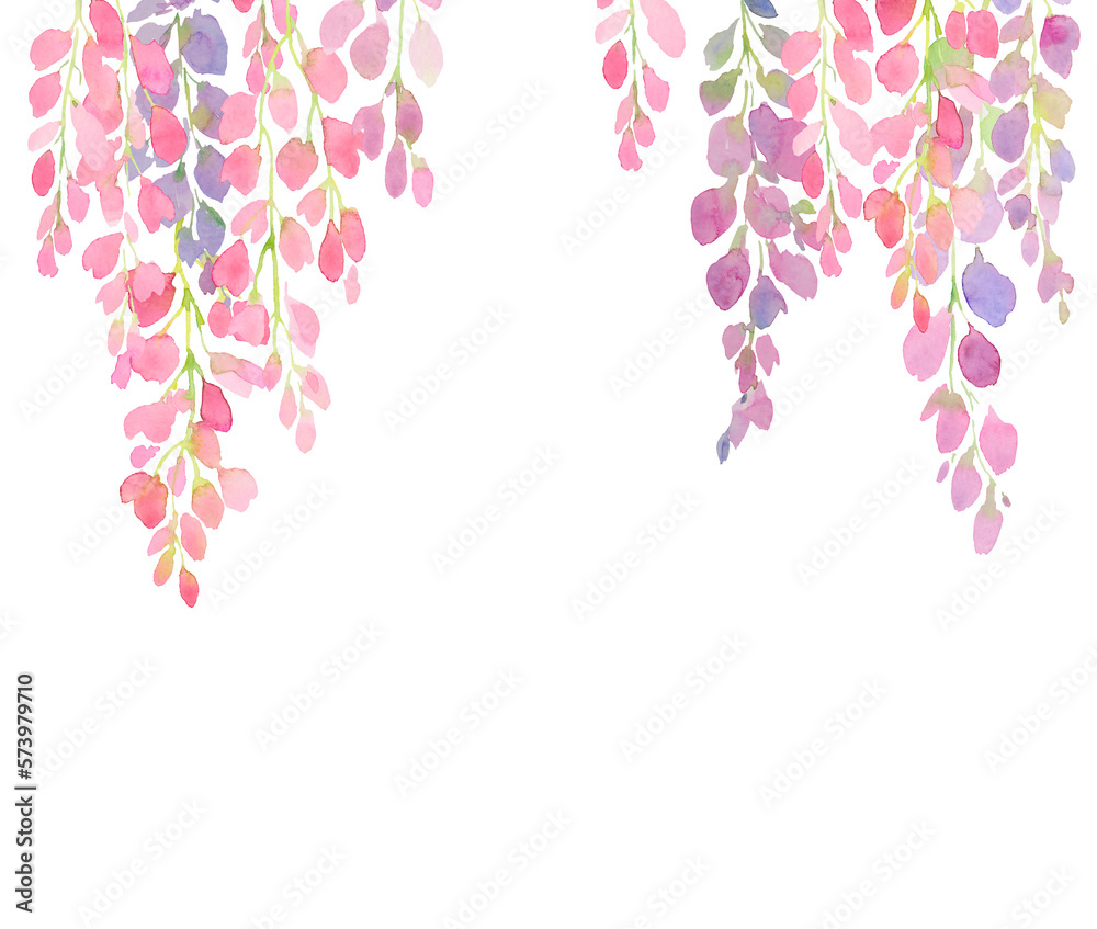 violet and pink wisteria flowers, watercolor hand painting on white background,