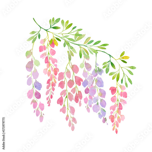 watercolor pink wisteria branch. Twigs of blooming wisteria and branches with leaves.