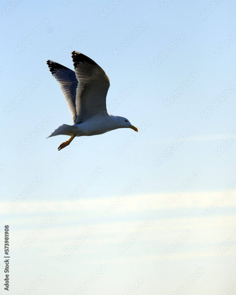 Obraz premium Seagull